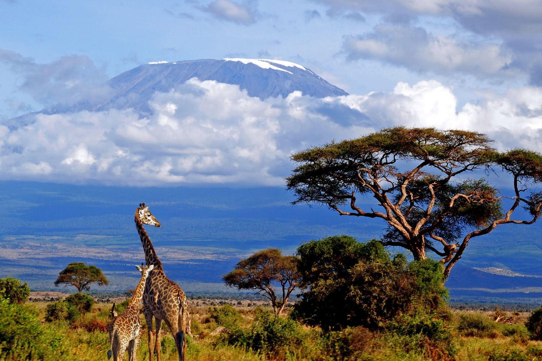 Kilimanjaro trekking offers an unforgettable adventure, attracting tourists worldwide. Hike Africa’s highest peak through scenic routes, diverse ecosystems and breathtaking landscapes. Experience guided tours, acclimatization strategies and stunning sunrise views at Uhuru Peak. Ideal for adventure seekers and nature enthusiasts.