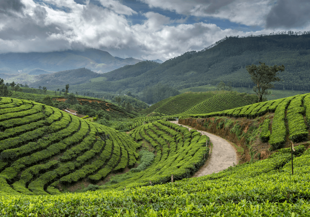 Lush green mountains covered with tea gardens in Darjeeling