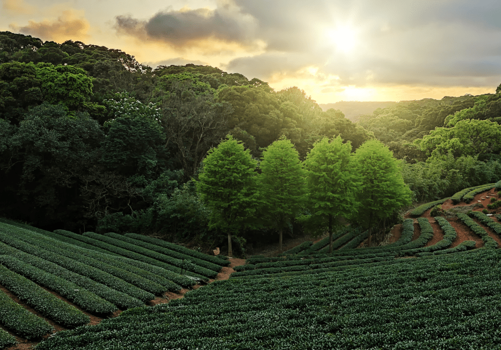 Lush greenery and tea plantations in Darjeeling